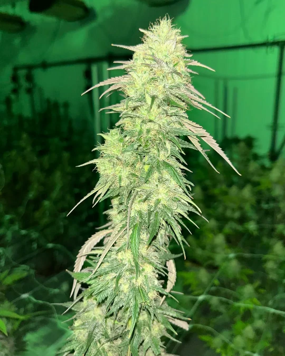 Bomb Rider cola under green work light