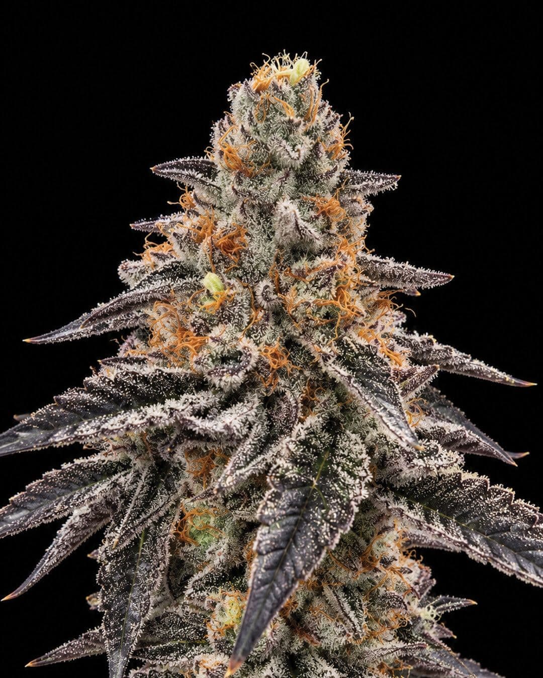 Shadow Syndicate cola close-up