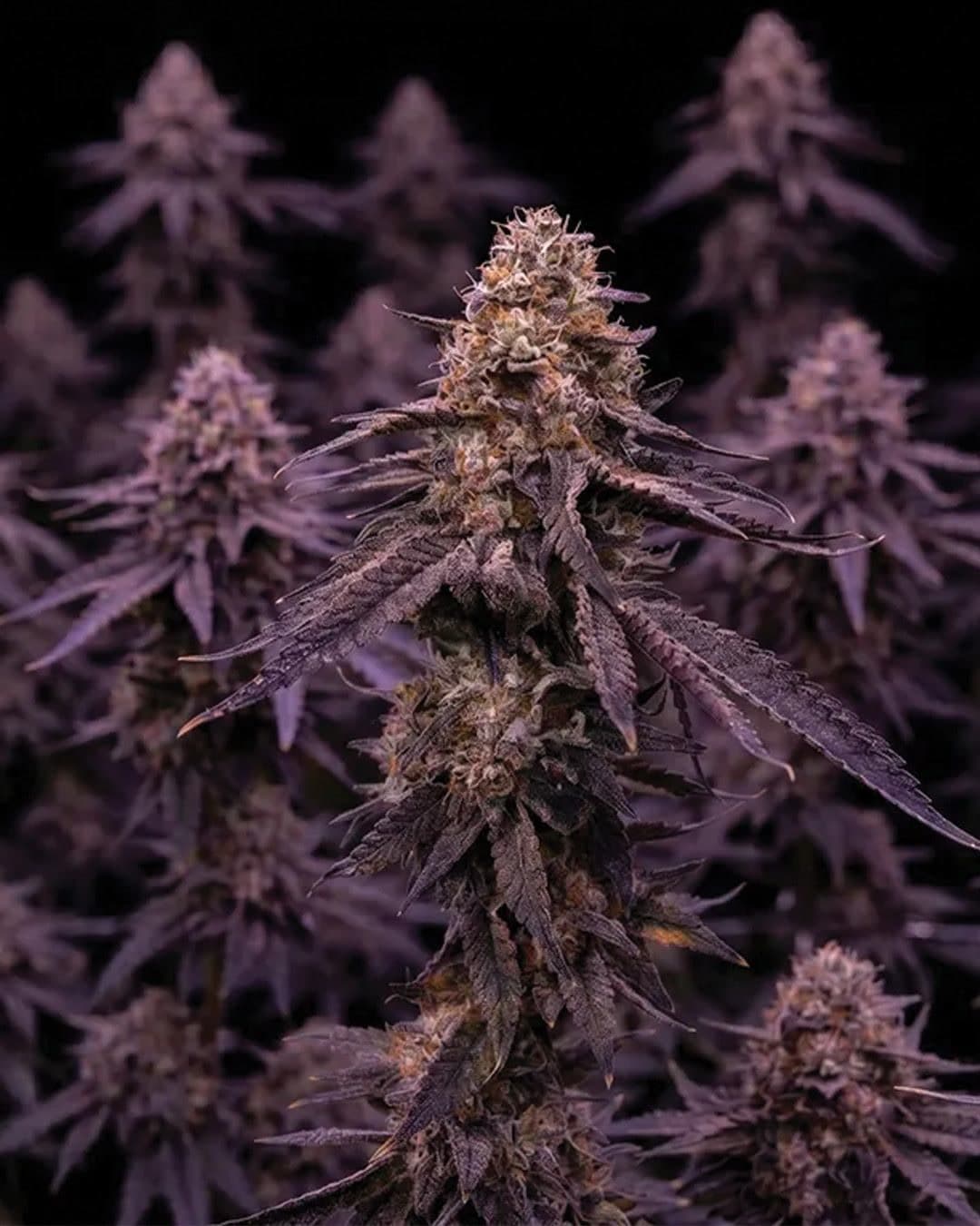 Velvet Ripper plants in flower